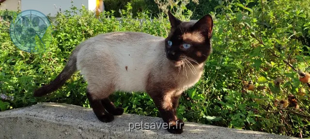 gato perdido 74150 Hauteville-sur-Fier Cookie gato lost 74150 Hauteville-sur-Fier Cookie