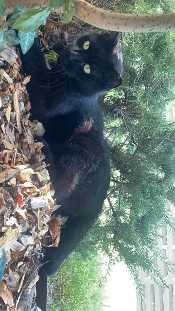 chat lost   74890 Bons-en-Chablais Crokmou