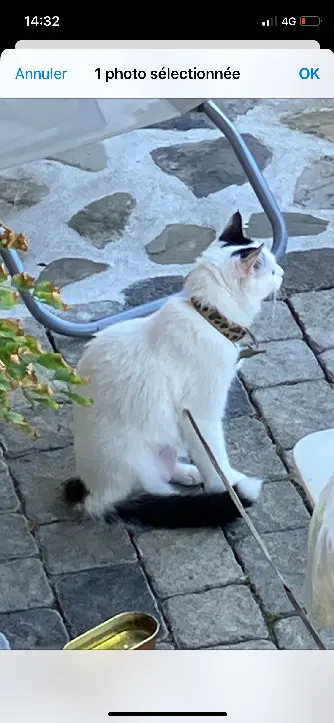 Chat Perdu 74 Haute-Savoie Faverges-Seythenex Chat Perdu 74 Haute-Savoie Faverges-Seythenex