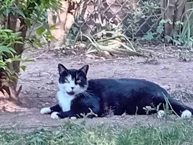 chat lost   74100 Vétraz-Monthoux FELIX