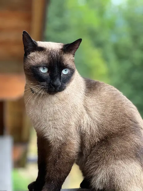 chat lost   74440 Taninges Figaro