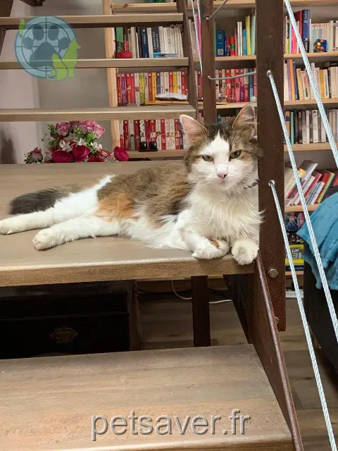 chat lost    Fillière Justin