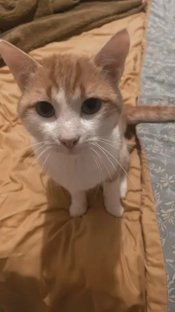 chat lost   74570 Fillière Simba