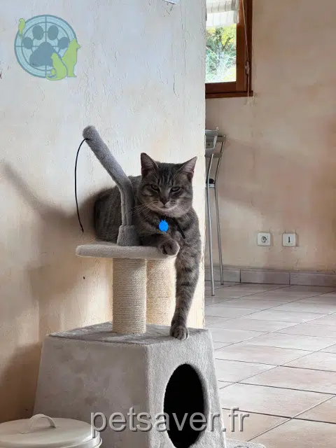 gato lost   74200 Lyaud Fripouille