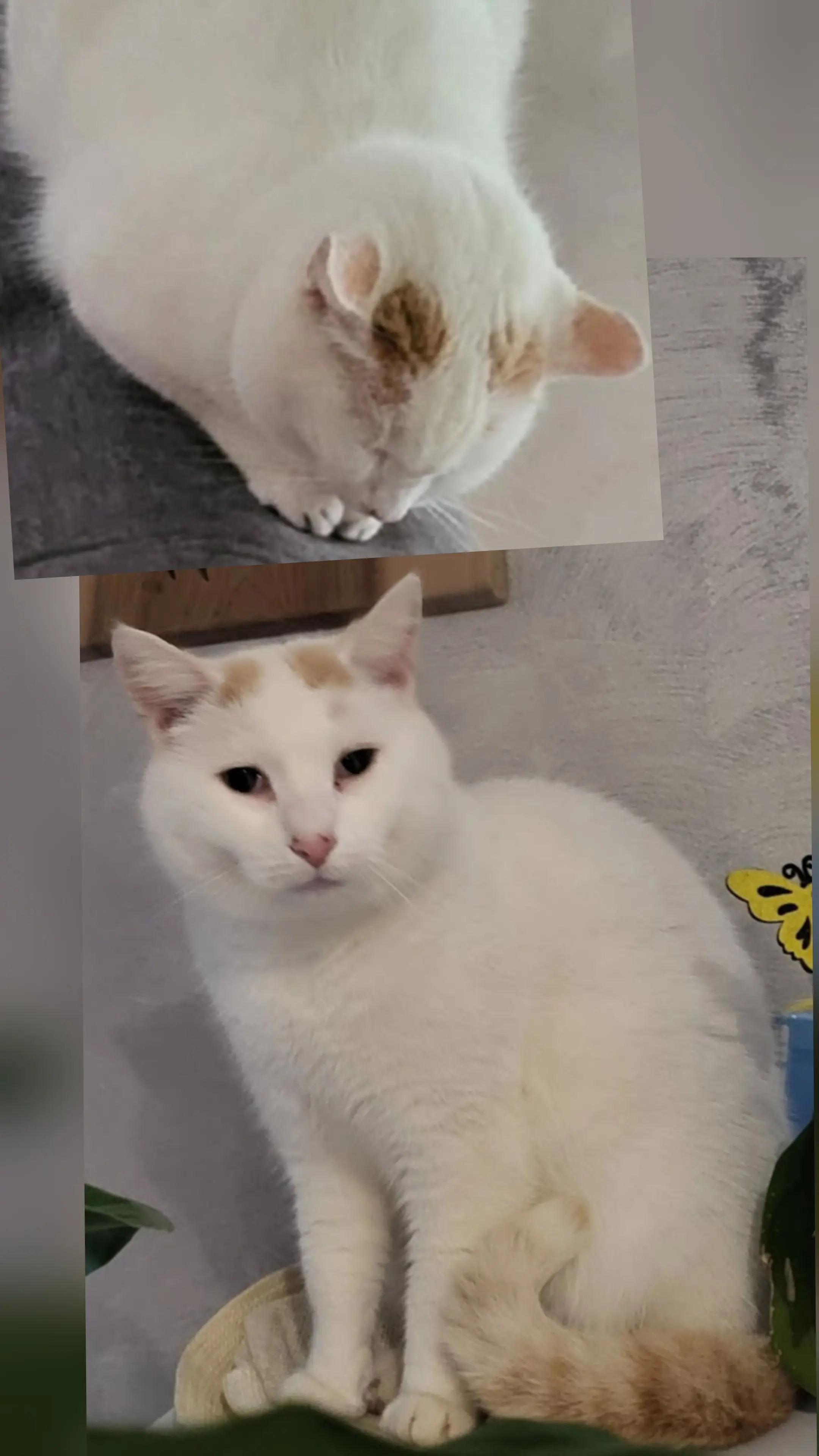 chat lost   01200 Éloise Froussard