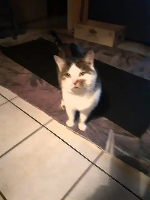 chat lost   74371 Épagny Metz-Tessy Gaspard minet