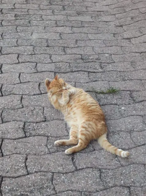 Kater vermisst 74200 Reyvroz Guizmo Kater lost 74200 Reyvroz Guizmo