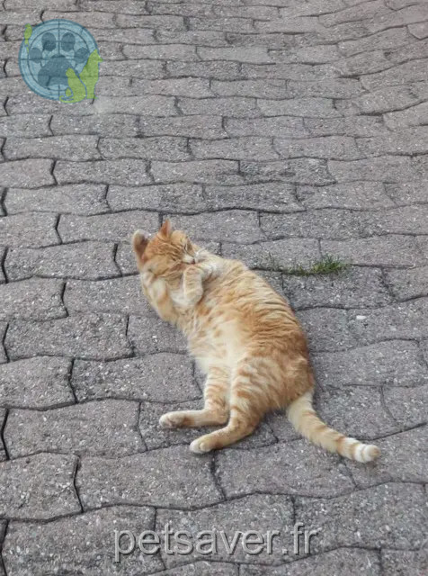 chat perdu 74200 Reyvroz Guizmo chat lost 74200 Reyvroz Guizmo