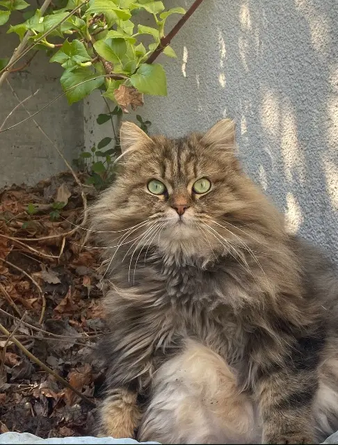 kater vermist 74140 Excenevex Jimmy kater lost 74140 Excenevex Jimmy