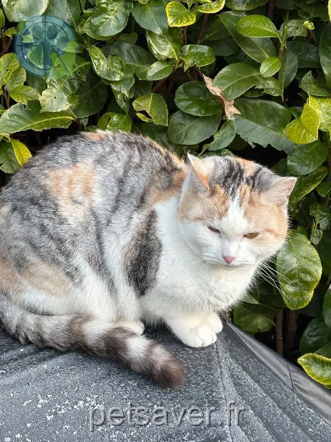 chat lost   74100 Étrembières Kita