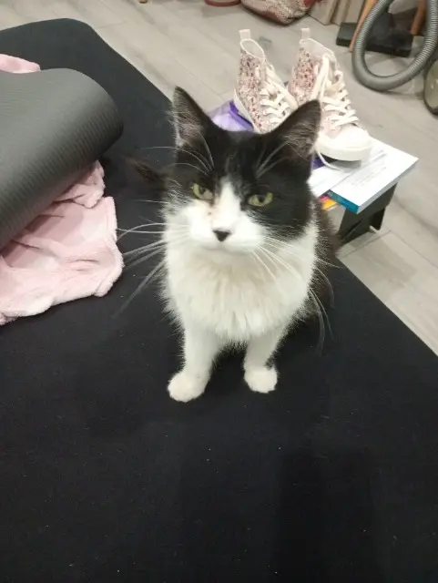 chat lost   74130 Bonneville Lewis