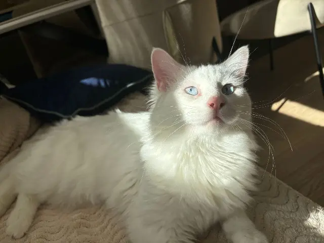chat lost   74100 Ville-la-Grand Lou