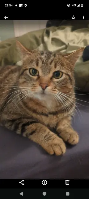 chat lost   74540 Saint-Félix Loupchat