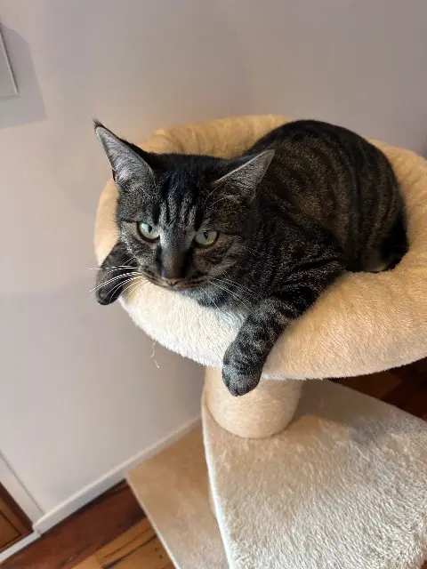 chat lost   74380 Bonne Lucky