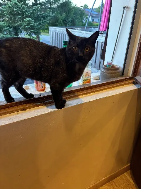 chat lost   74350 Villy-le-Bouveret Mango