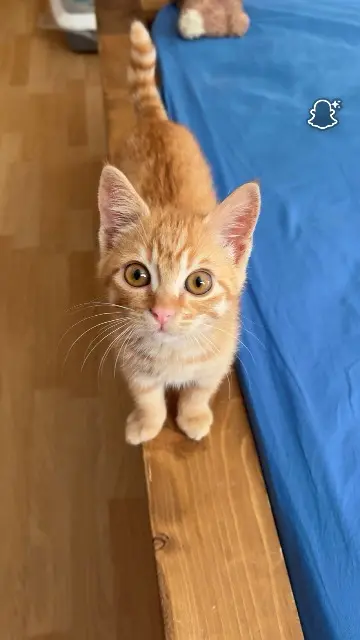 chat lost   74970 Marignier Marcel