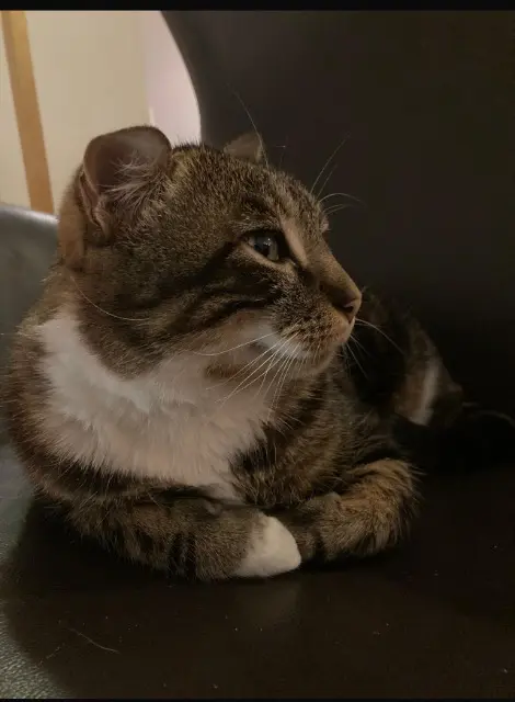 chat lost   74500 Évian-les-Bains Marcel