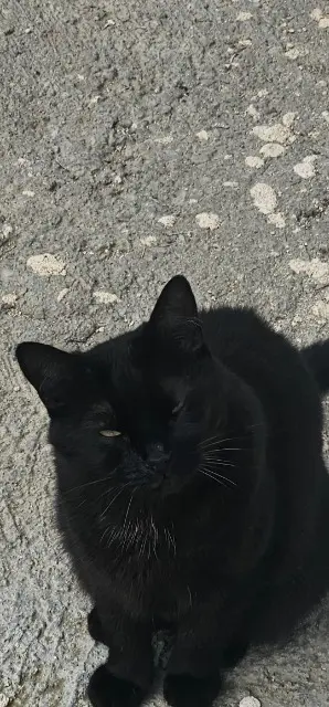 chat lost   74700 Sallanches Maurice