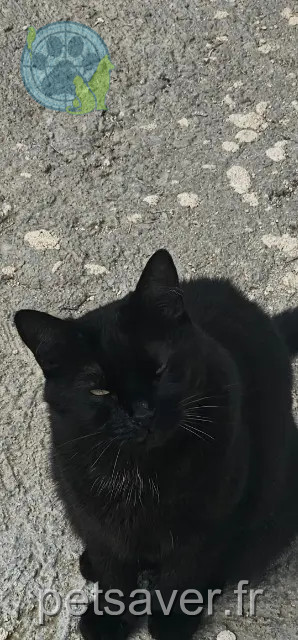 gato perdido 74700 Sallanches Maurice gato lost 74700 Sallanches Maurice