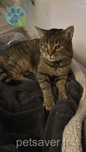 chat lost 74160 Saint-Julien-en-Genevois Merlin
