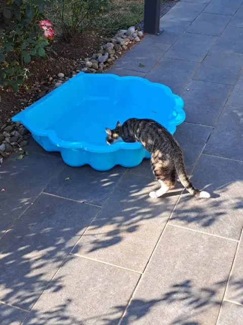 chat lost   74130 Bonneville Milo