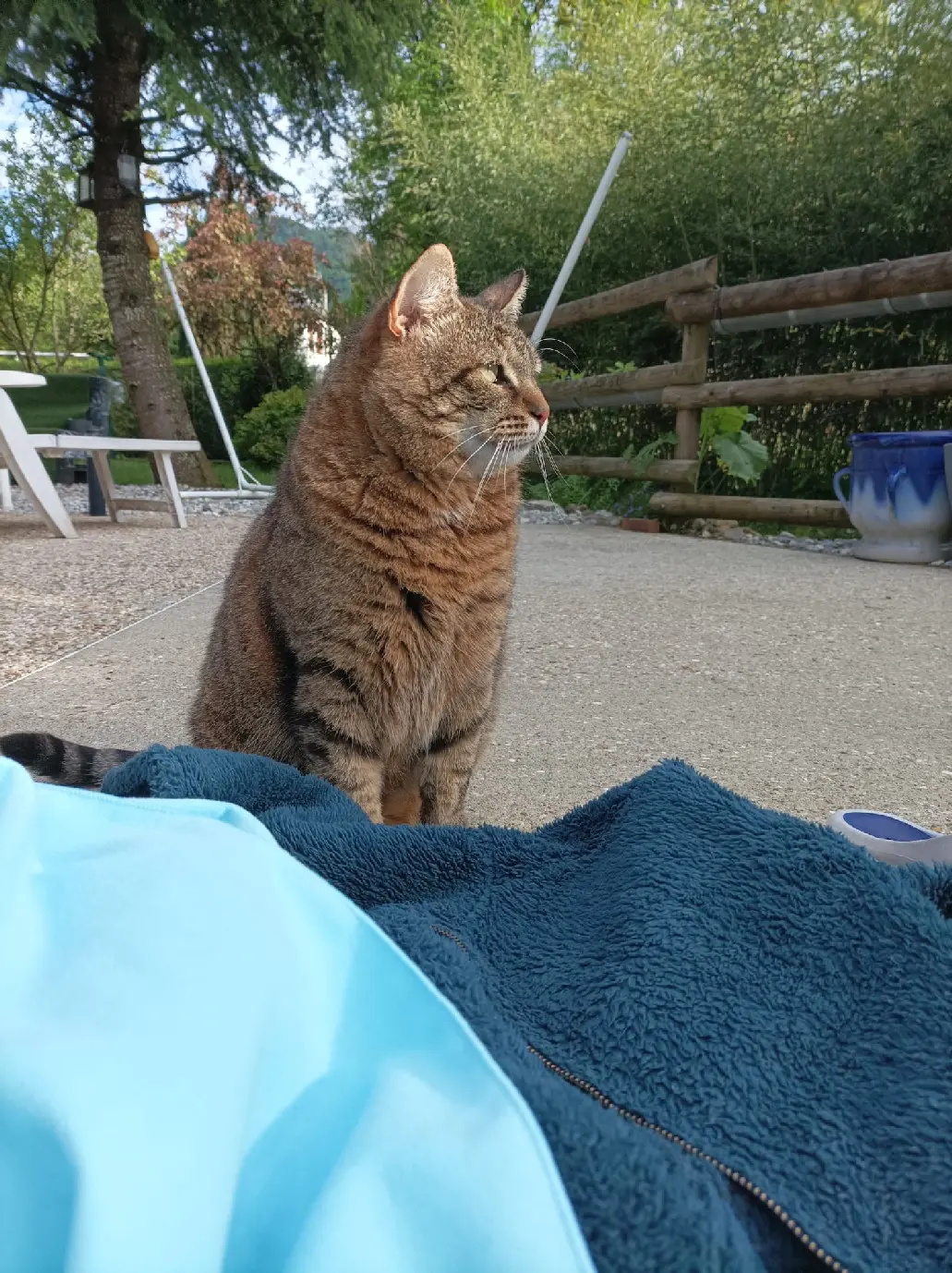 Chat Perdu 74 Haute-Savoie - Mimi Chat Perdu 74 Haute-Savoie - Mimi