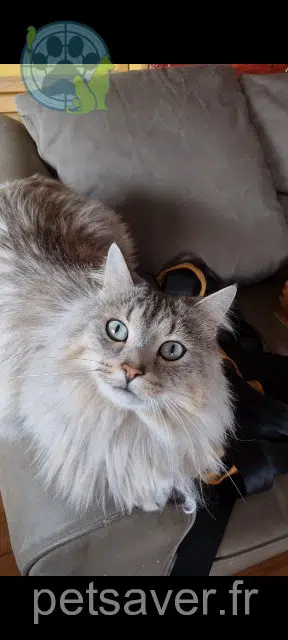 chat lost 74560 La Muraz Misty