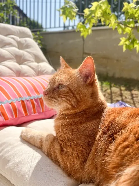 chat lost   74200 Thonon-les-Bains Moka