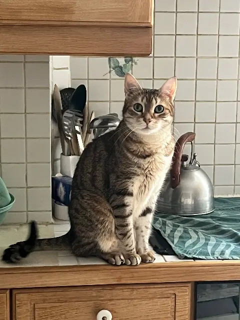 chat lost   74560 Monnetier-Mornex Neptune