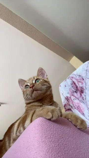 chat lost   74100 Annemasse Muezza