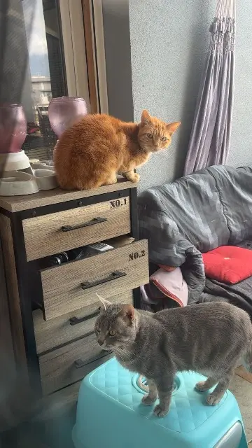 chat lost   74580 Viry Mystere