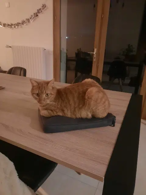 chat lost   74270 Musièges Naoko