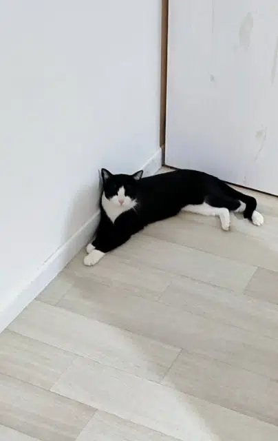 chat lost   74380 Bonne Nayo