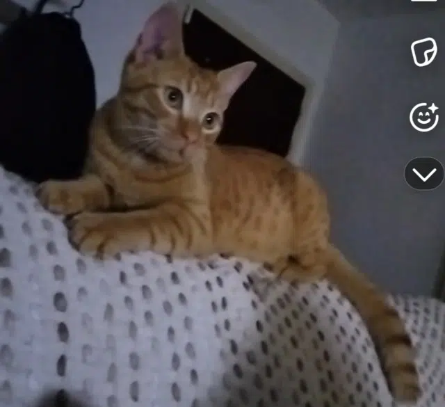 chat lost   74380 Nangy Ninou