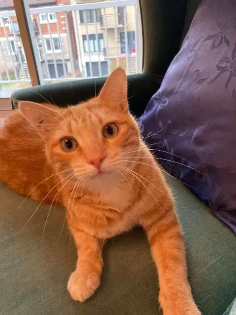 chat lost   74700 Sallanches Nounou