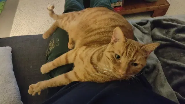 chat lost   74140 Chens-sur-Léman Nugget