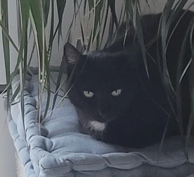 chat lost   74250 La Tour Néo