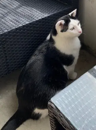 chat lost   74250 Peillonnex Oréo
