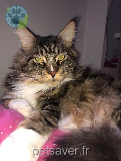 cat lost 74370 Villaz Oslo cat lost 74370 Villaz Oslo