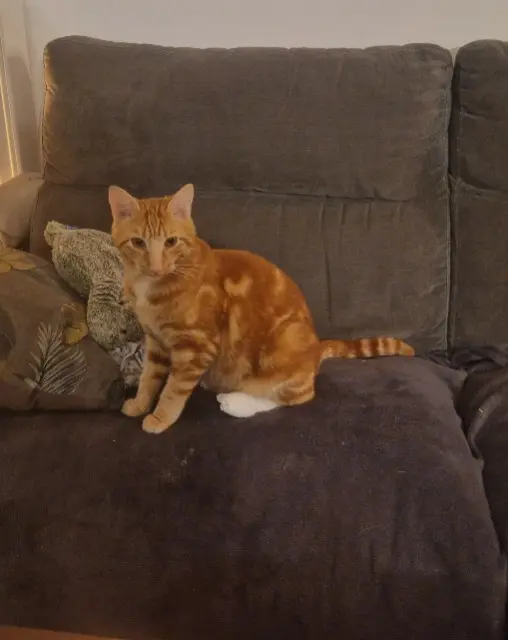 chat lost   74330 Poisy Pepsi