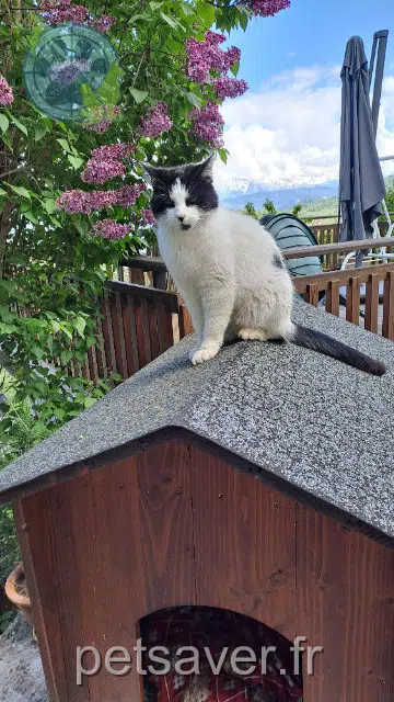 chat lost 74130 Brizon Pilou