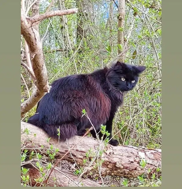 chat lost   74440 Taninges Pitch