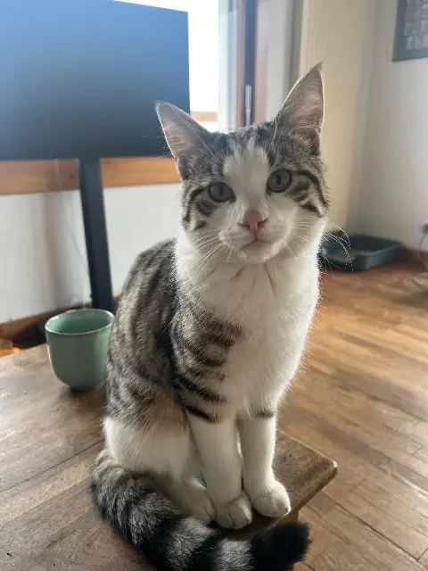 chat lost   74310 Les Houches Pixel
