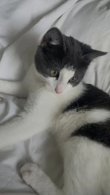 chat lost   74930 Reignier-Ésery Fidji