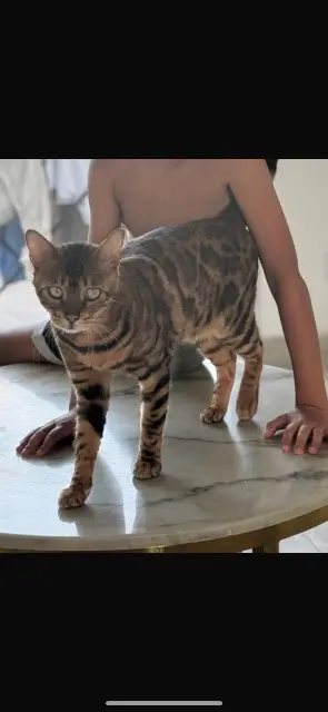 chat lost   74930 Reignier-Ésery Mani