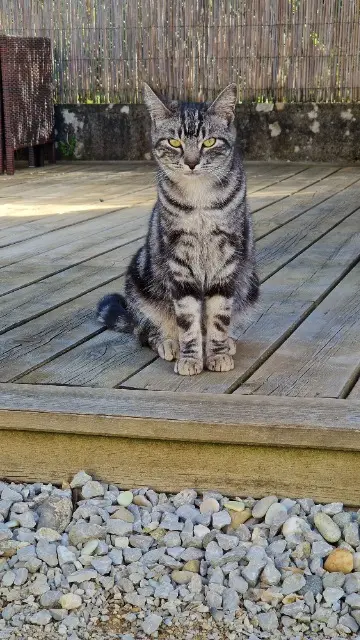chat lost   74930 Reignier-Ésery Moumi