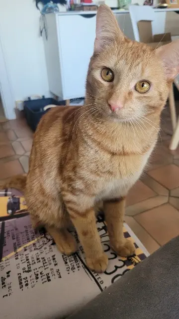 chat lost   74930 Reignier-Ésery Neko