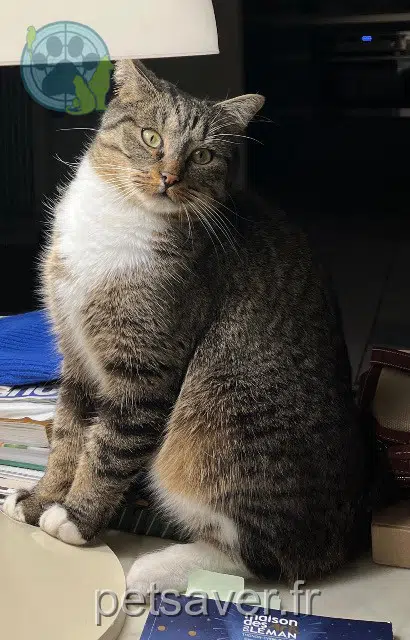 chat lost   74200 Thonon-les-Bains Rocky