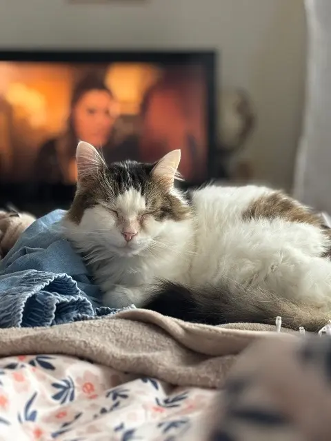 chat lost   74140 Messery Romeo