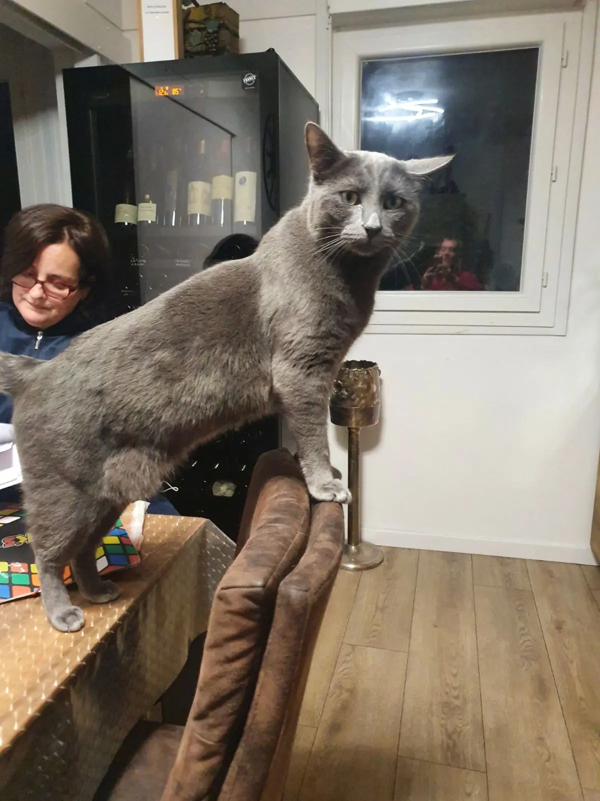 Chat Perdu 74 Haute-Savoie - Romeo Chat Perdu 74 Haute-Savoie - Romeo